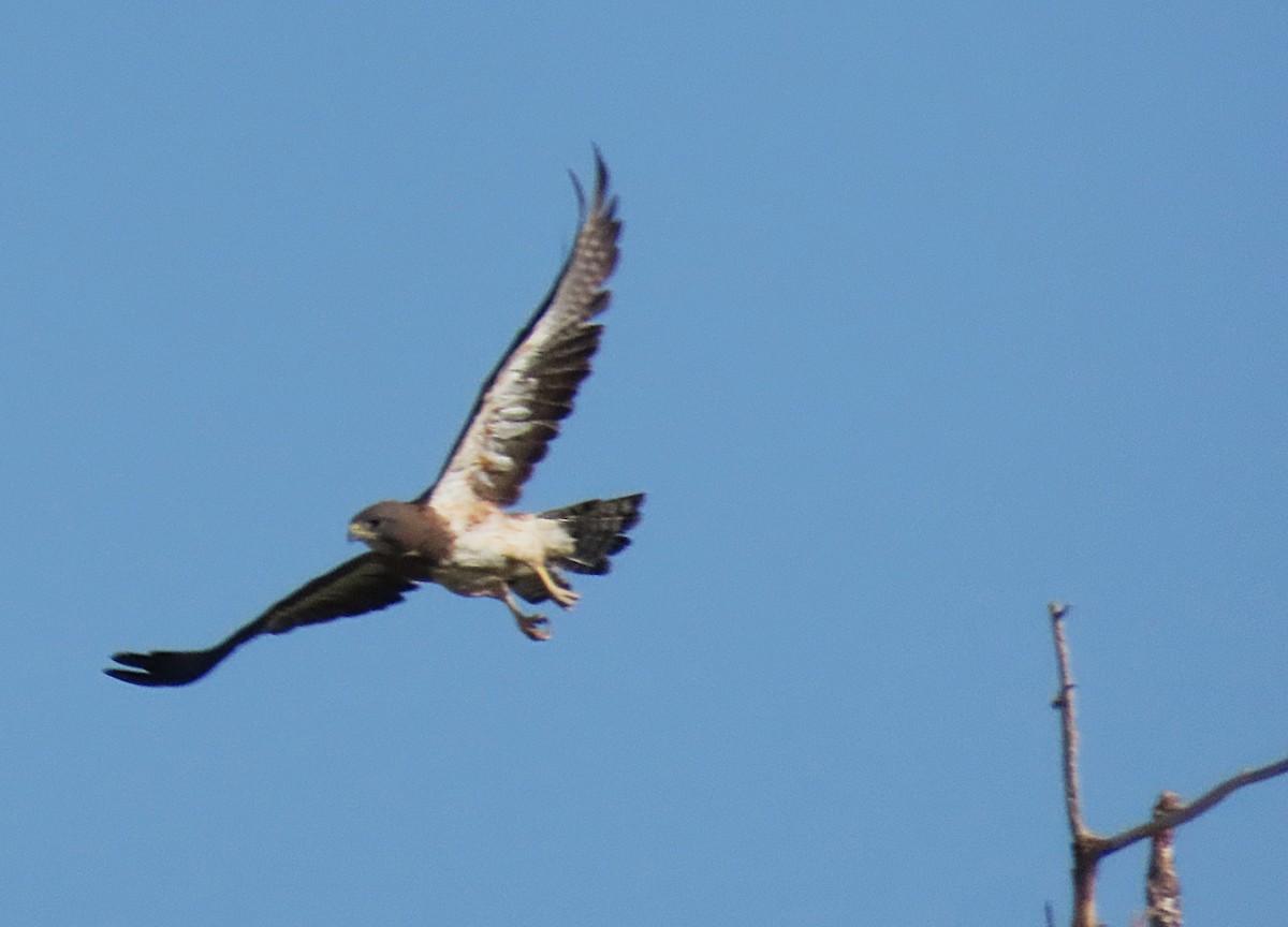 Swainson's Hawk - ML643485635