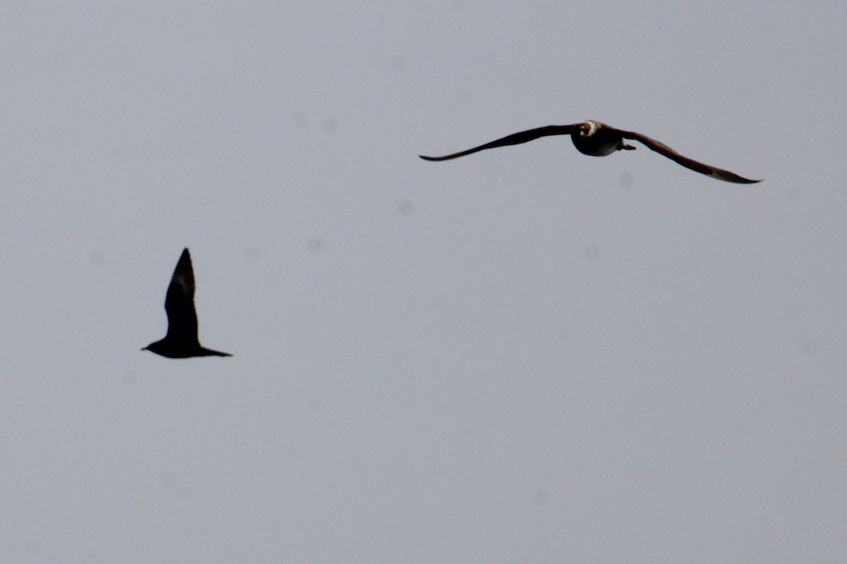 Long-tailed Jaeger - ML643485639