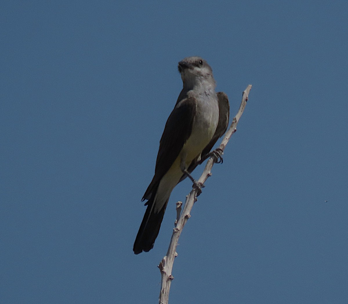 Western Kingbird - ML643485643