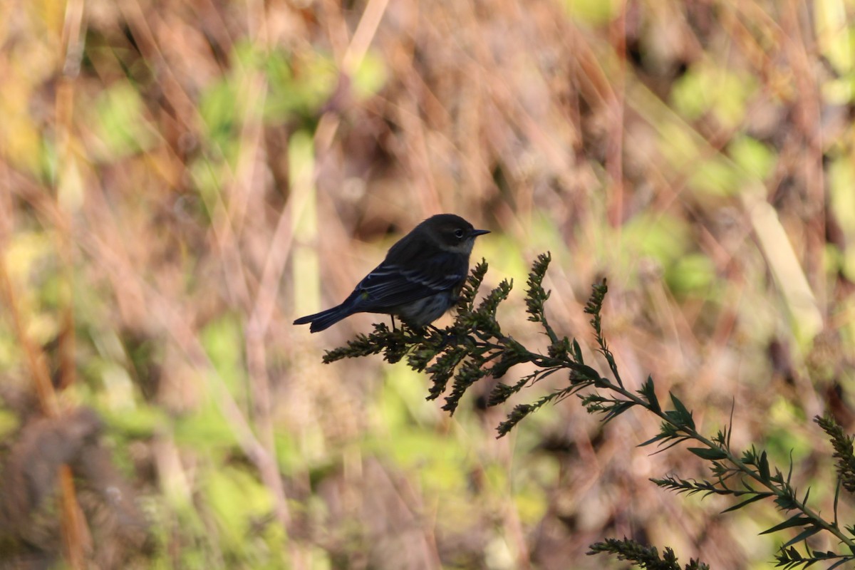 סבכון הכתר - ML643485654