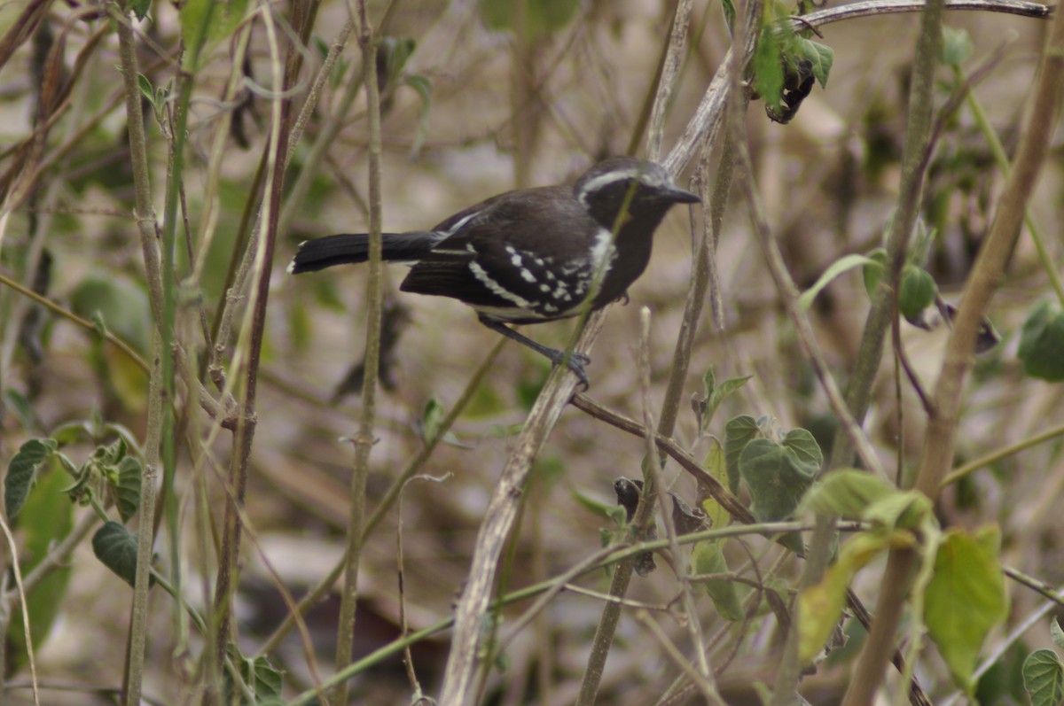 Northern White-fringed Antwren - ML643485667