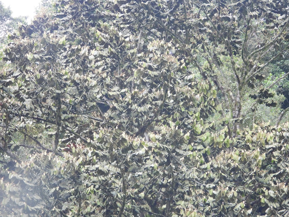 Andean Guan - ML643485668
