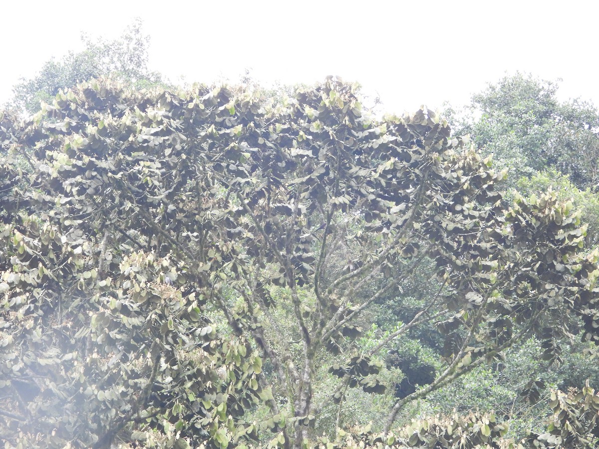 Andean Guan - ML643485669