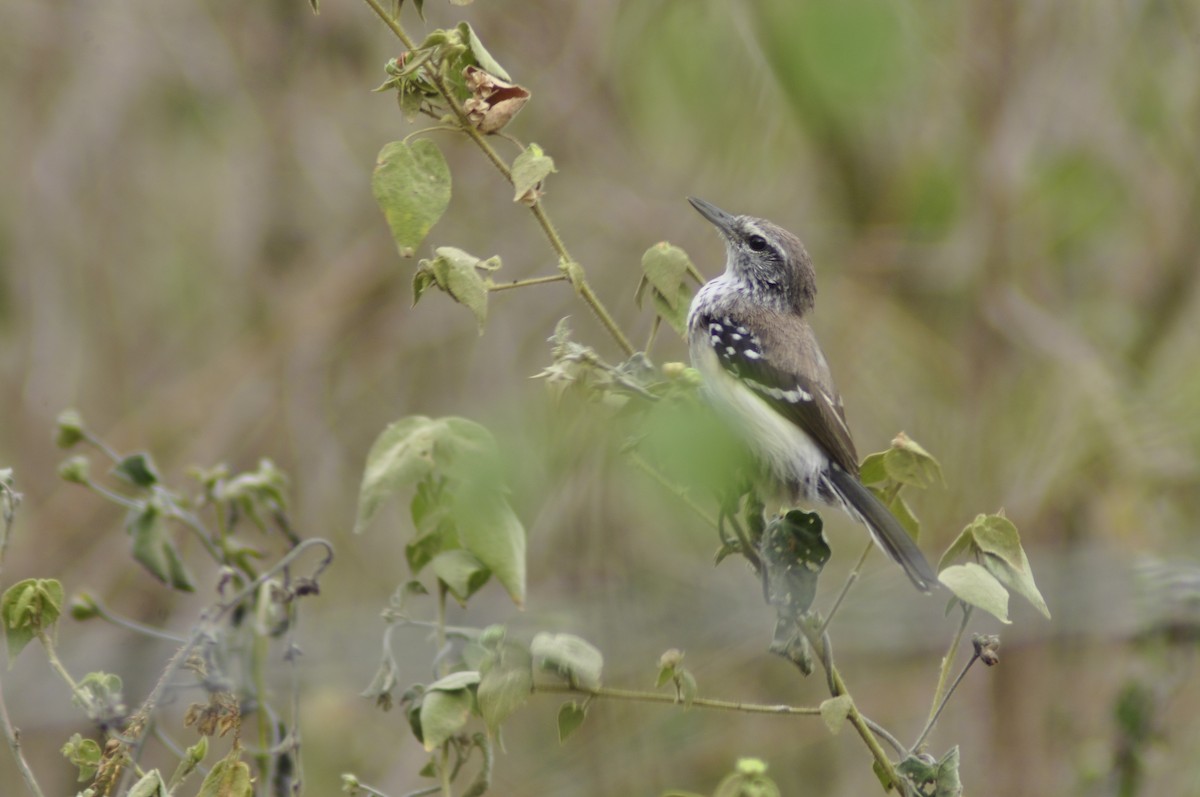 Northern White-fringed Antwren - ML643485673