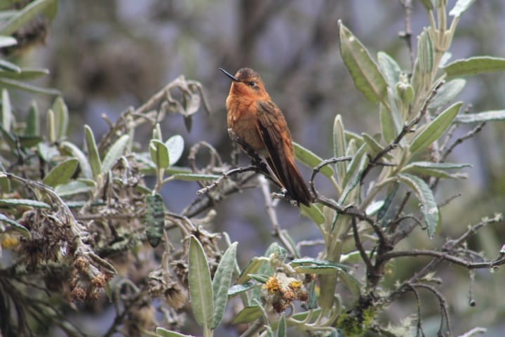 Rostkolibri - ML643485686