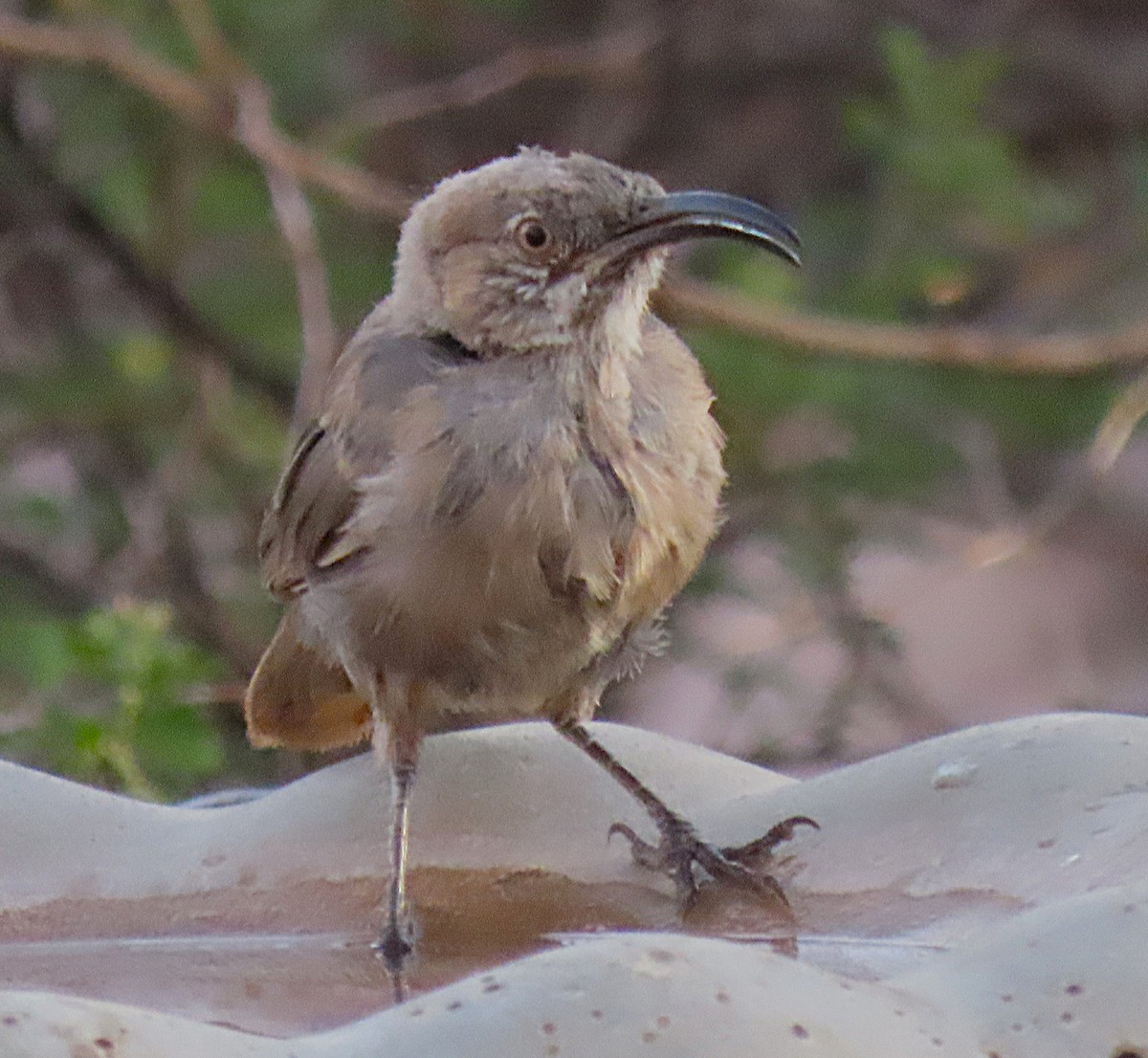 Crissal Thrasher - ML643485687