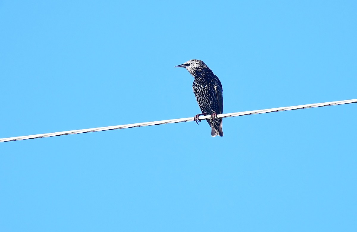 Sığırcık - ML643485688