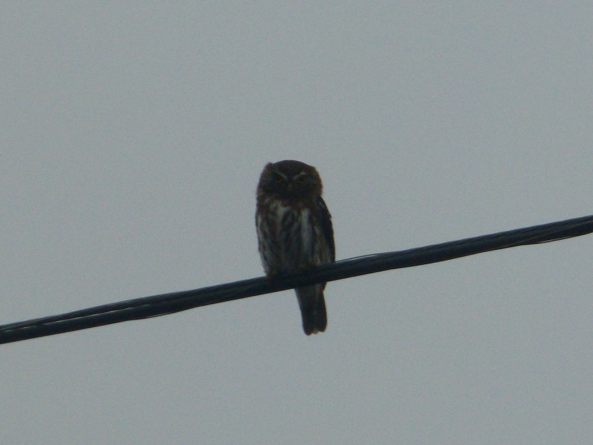 Austral Pygmy-Owl - ML643485703