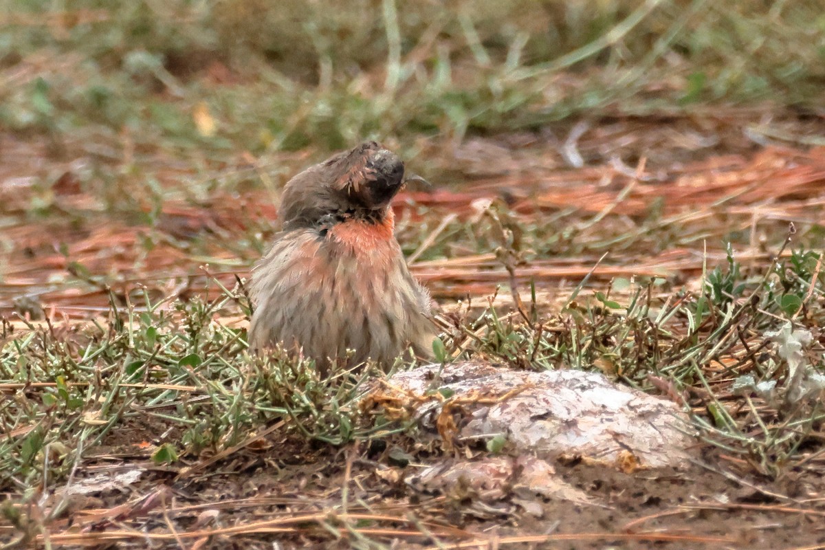 House Finch - ML643485709