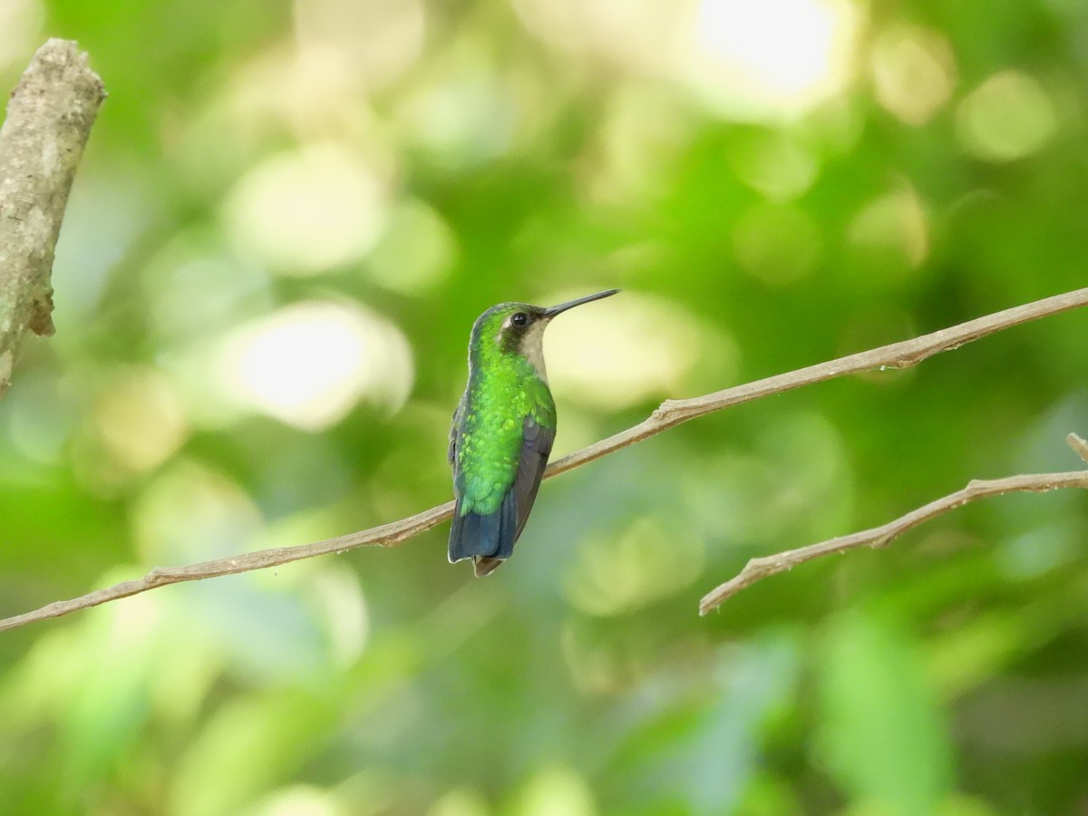 Blue-tailed Emerald - ML643485713