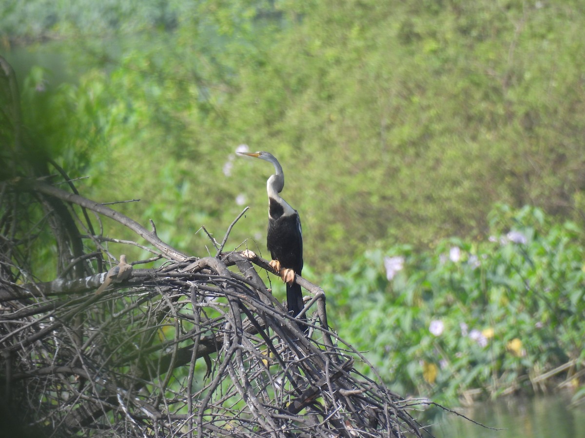 Oriental Darter - ML643485715
