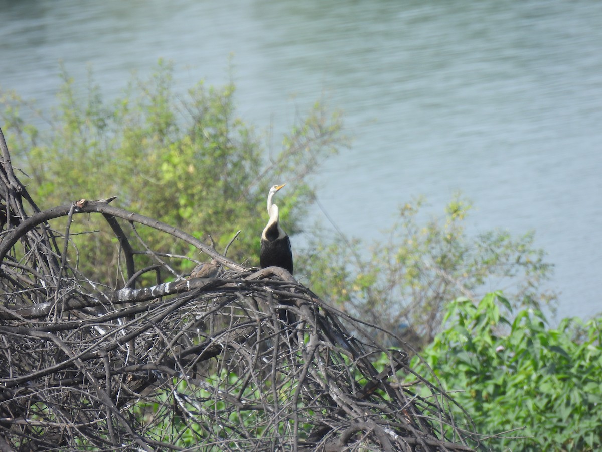 Oriental Darter - ML643485716
