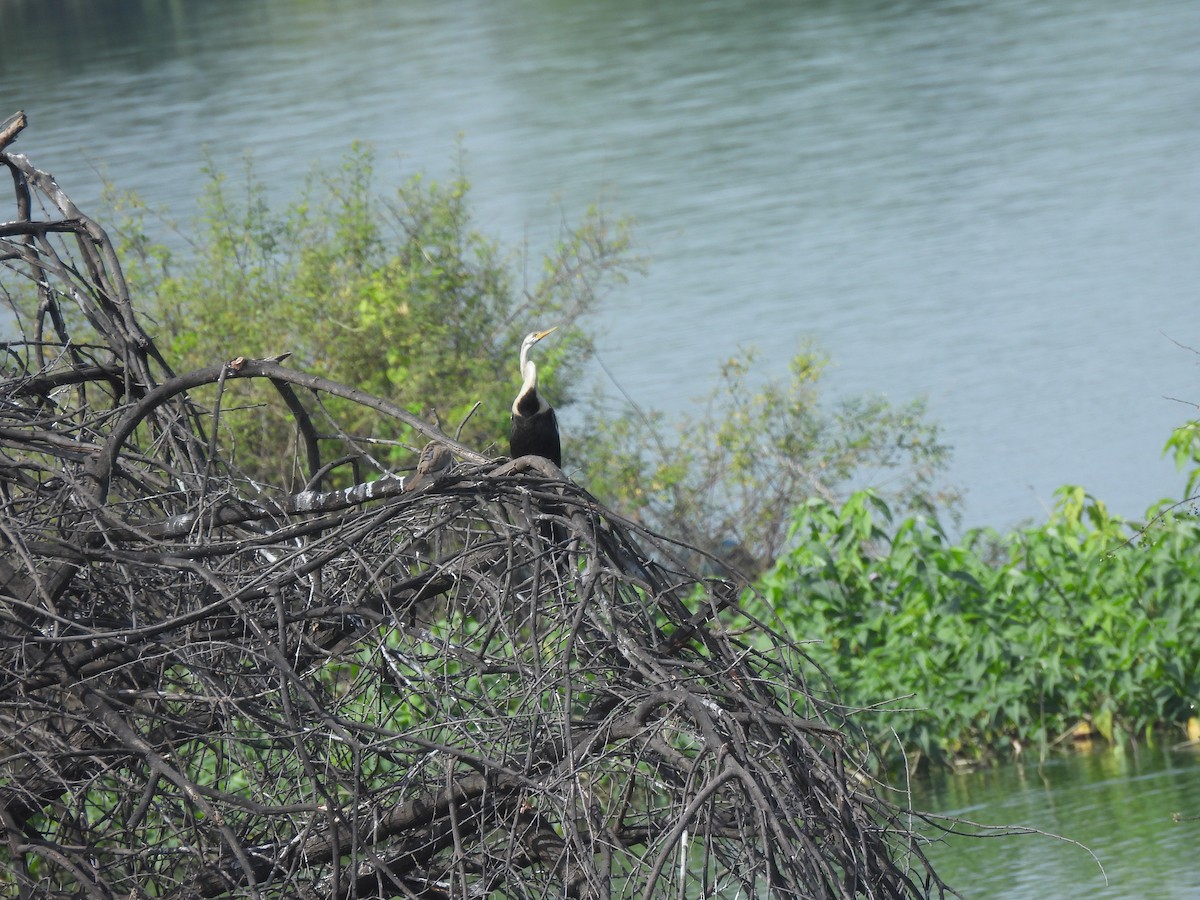 Oriental Darter - ML643485717