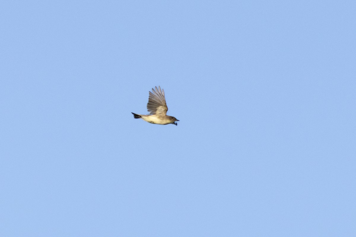 Eastern Phoebe - ML643485737