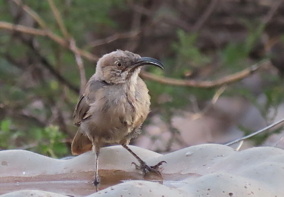 Crissal Thrasher - ML643485738