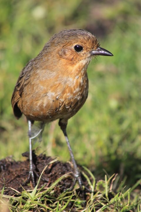 Boyaca Antpitta - ML643485739