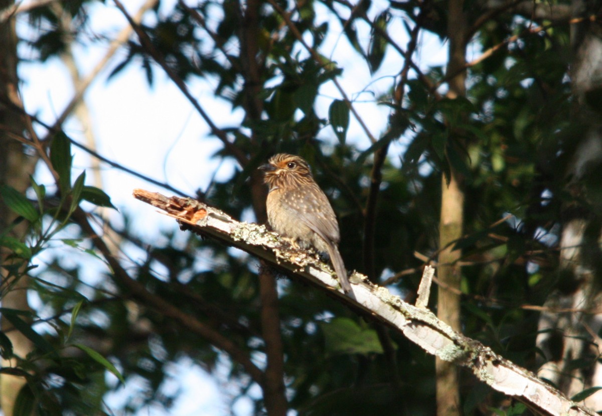 Crescent-chested Puffbird - ML643485741