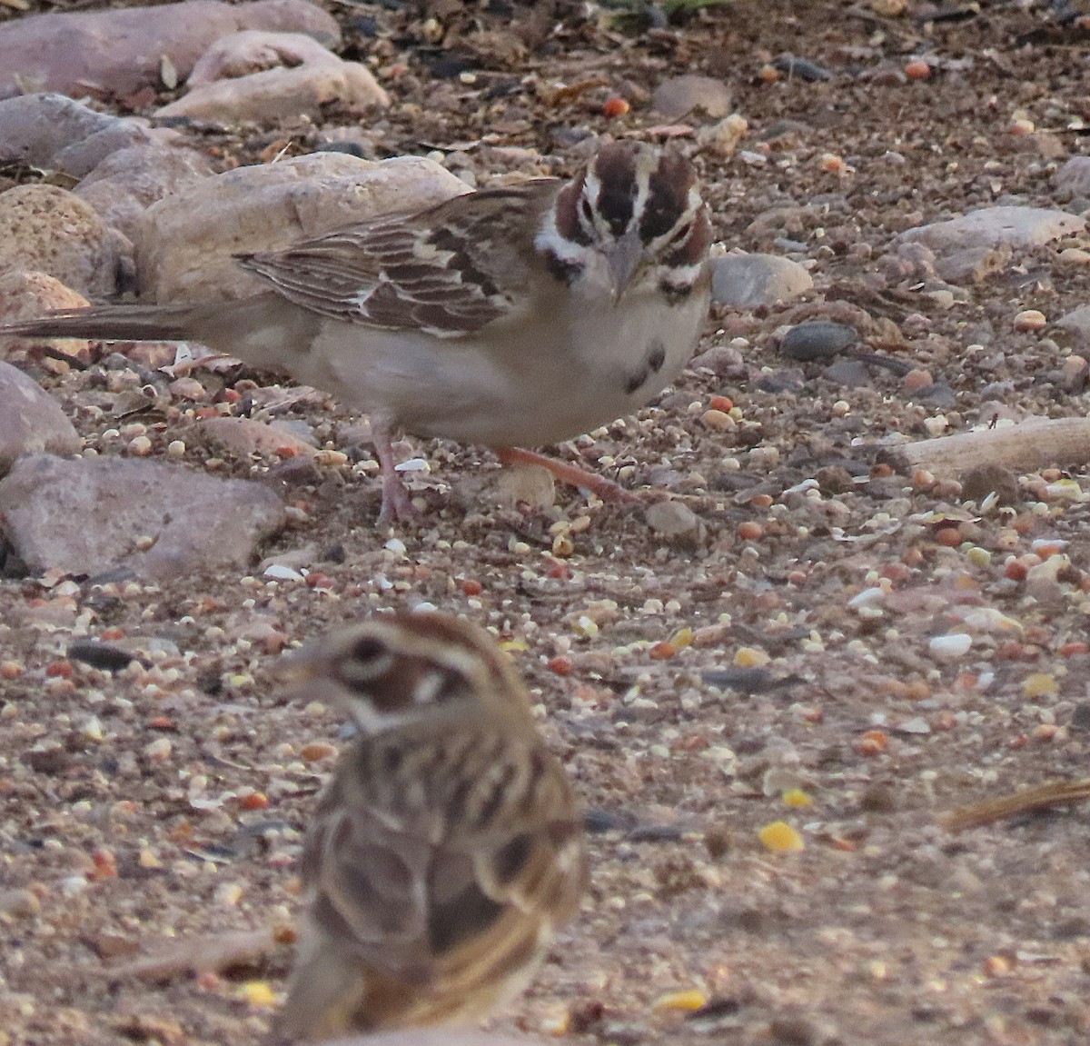 Lark Sparrow - ML643485742