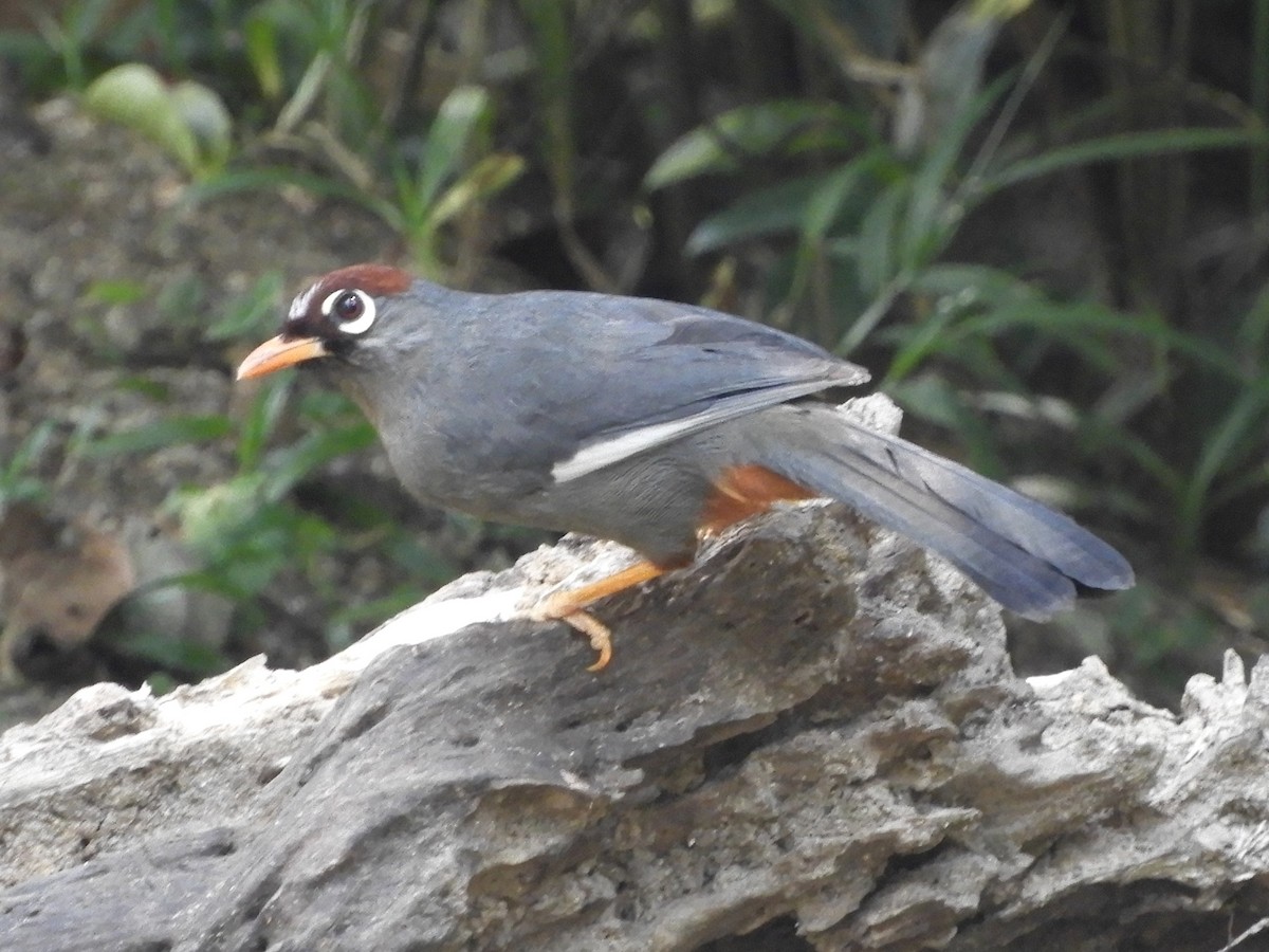Chestnut-capped Laughingthrush - ML643485747