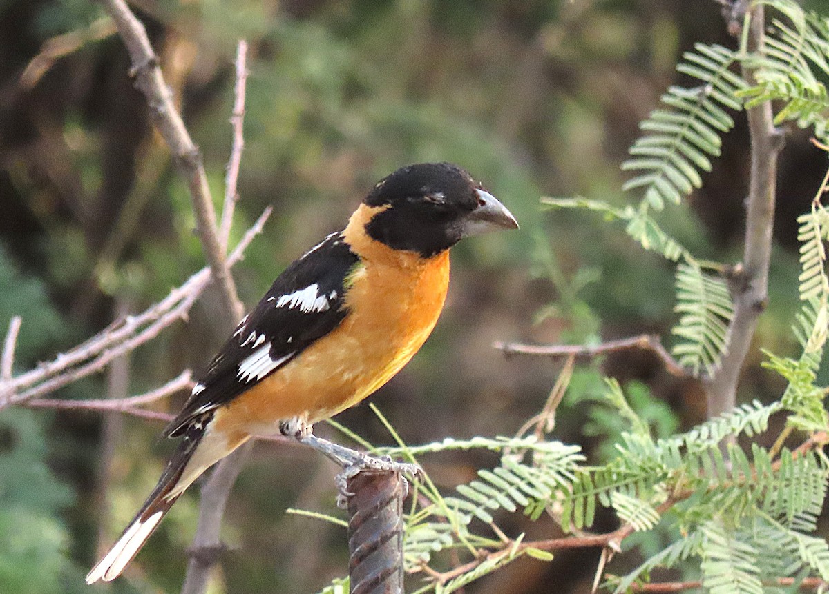 Black-headed Grosbeak - ML643485755