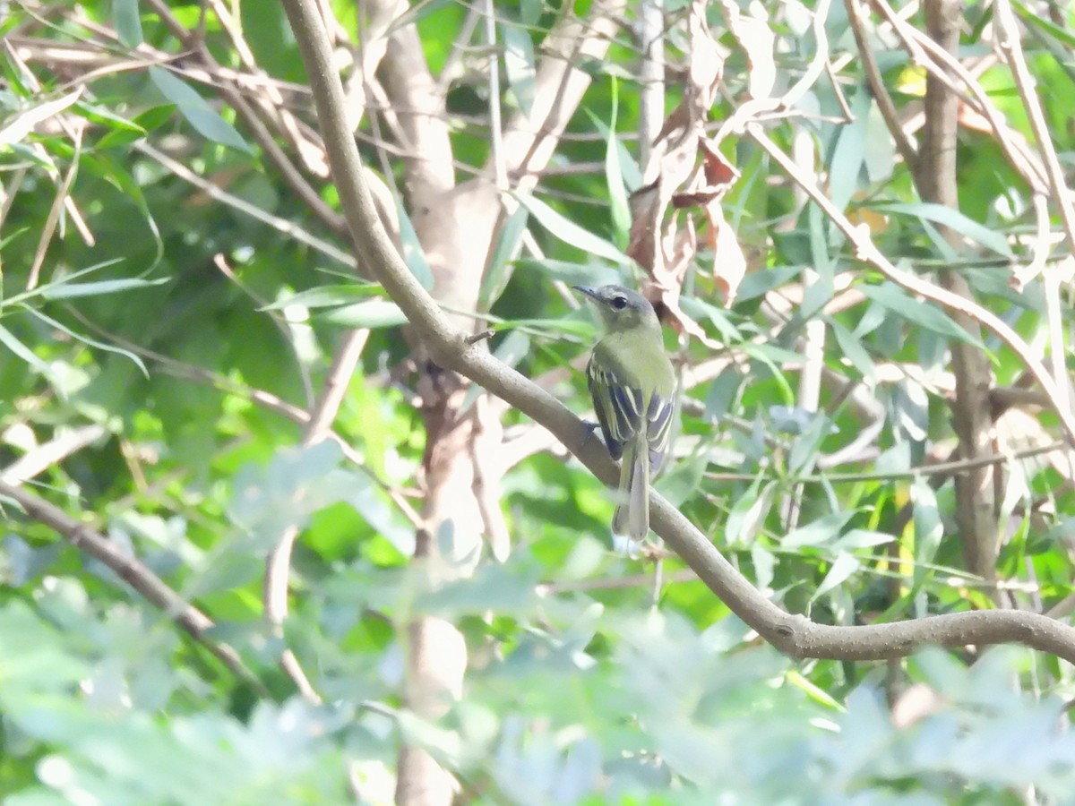 Plain Tyrannulet - ML643485762