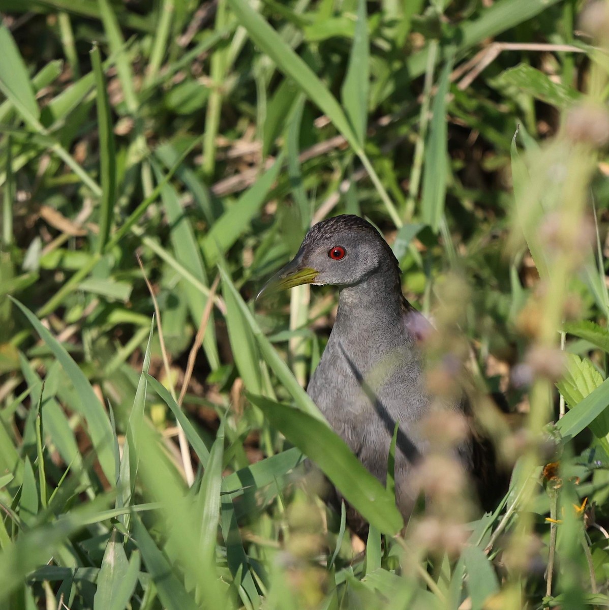 Ash-throated Crake - ML643485764