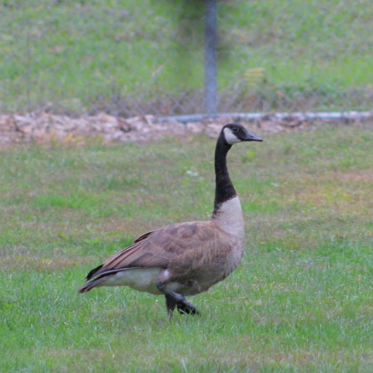 Canada Goose - ML643485766