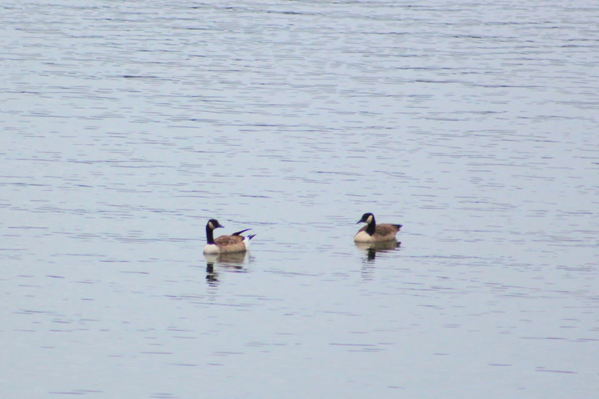Canada Goose - ML643485772
