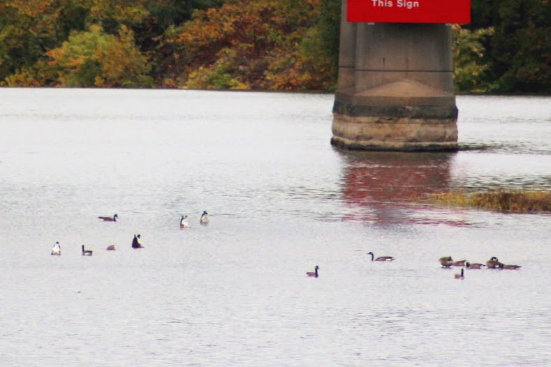 Canada Goose - ML643485774