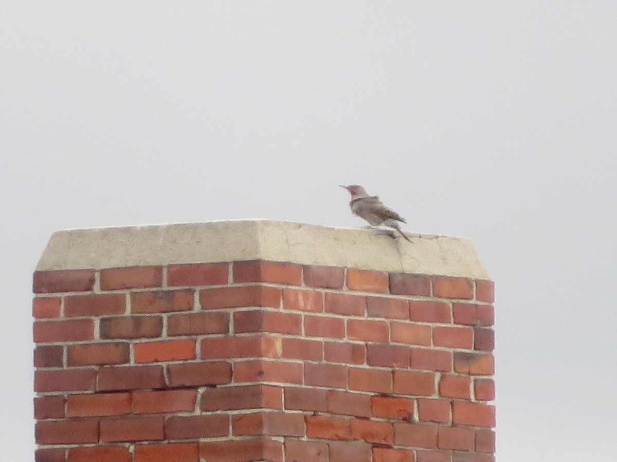 Northern Flicker - ML643485778