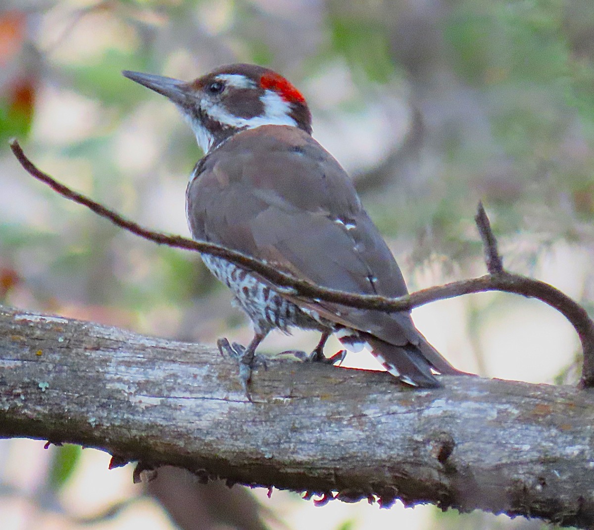Arizona Woodpecker - ML643485792