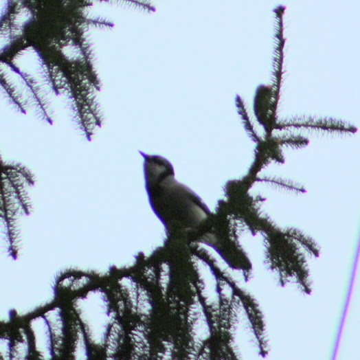 Blue Jay - ML643485793