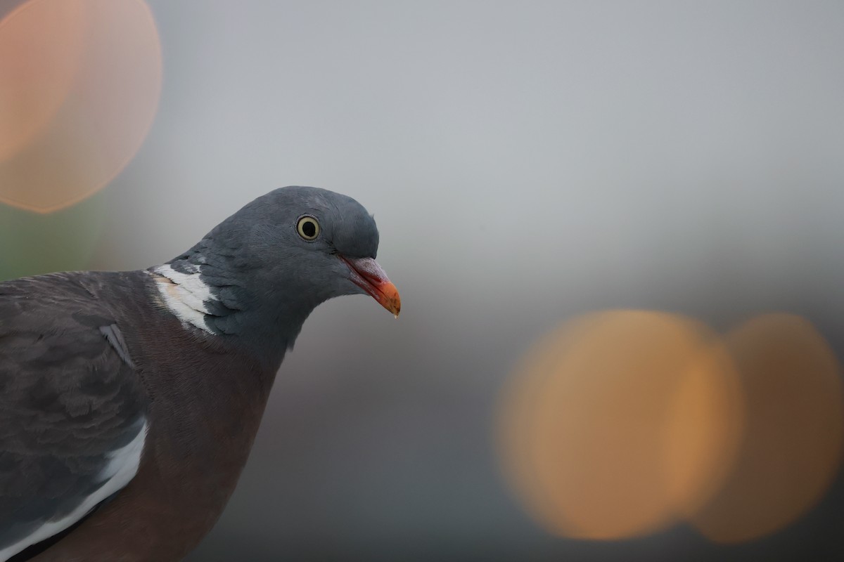 Ойн тагтаа - ML643485802