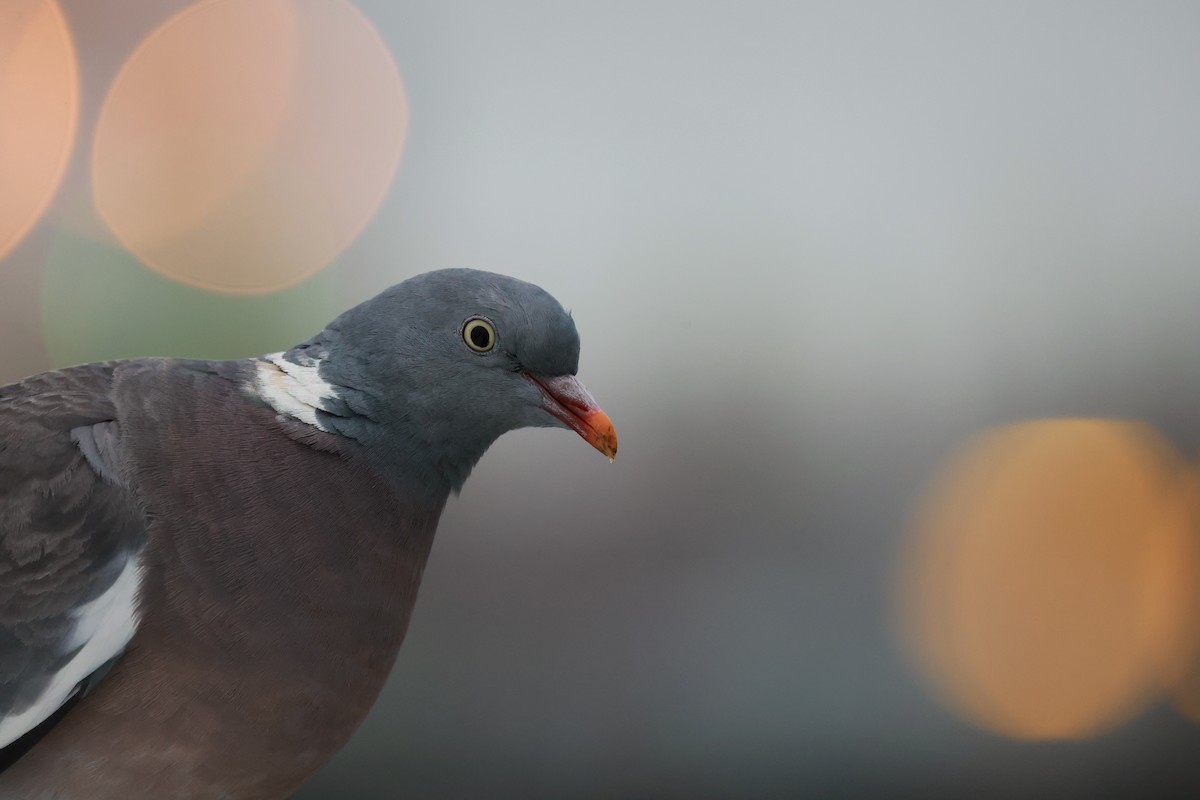 Ойн тагтаа - ML643485803