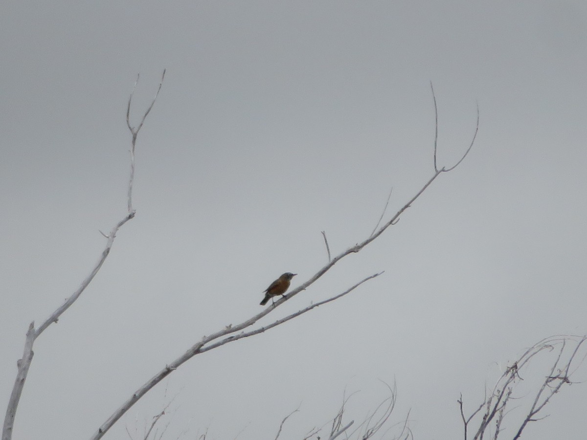 American Robin - ML643485805