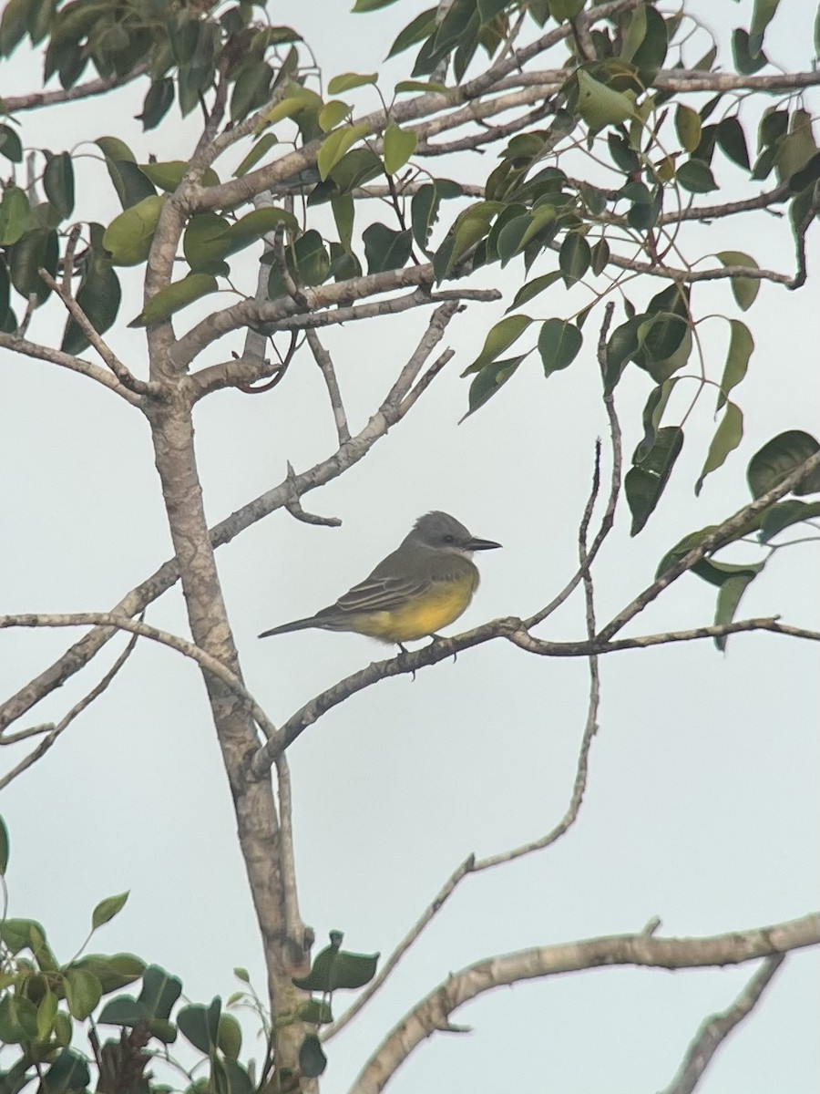 Tropical Kingbird - ML643485813