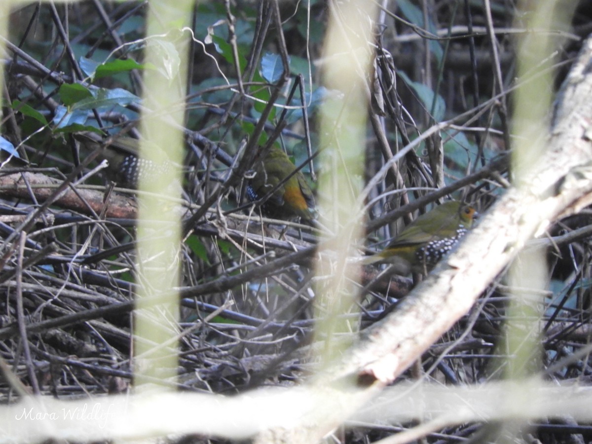 Green-backed Twinspot - ML643485818