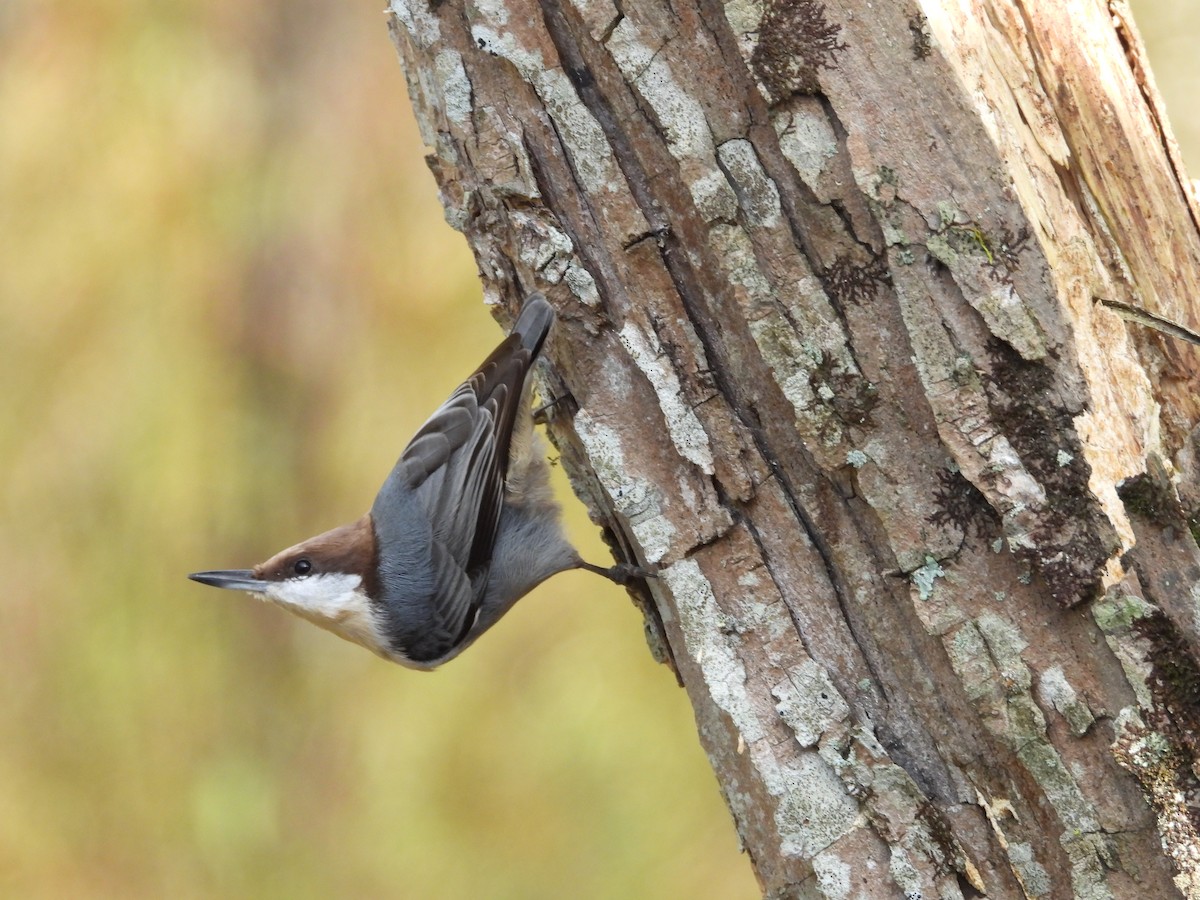 Brown-headed Nuthatch - ML643485820