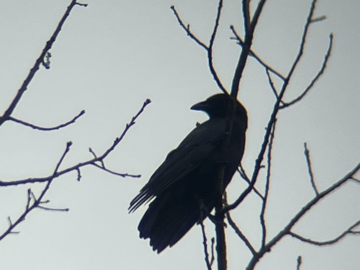 American Crow - ML643485846