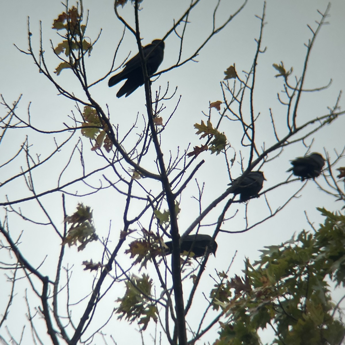 American Crow - ML643485847