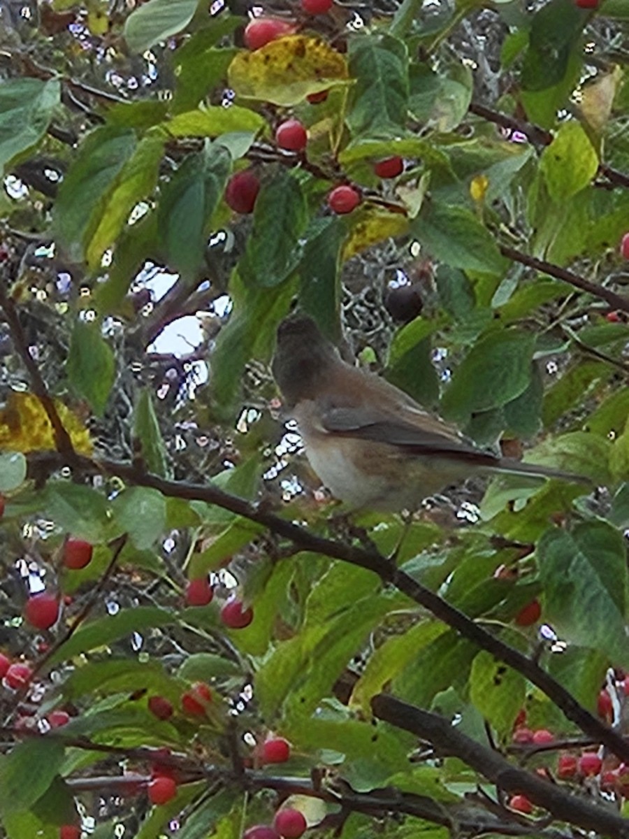 Junco Ojioscuro - ML643485848