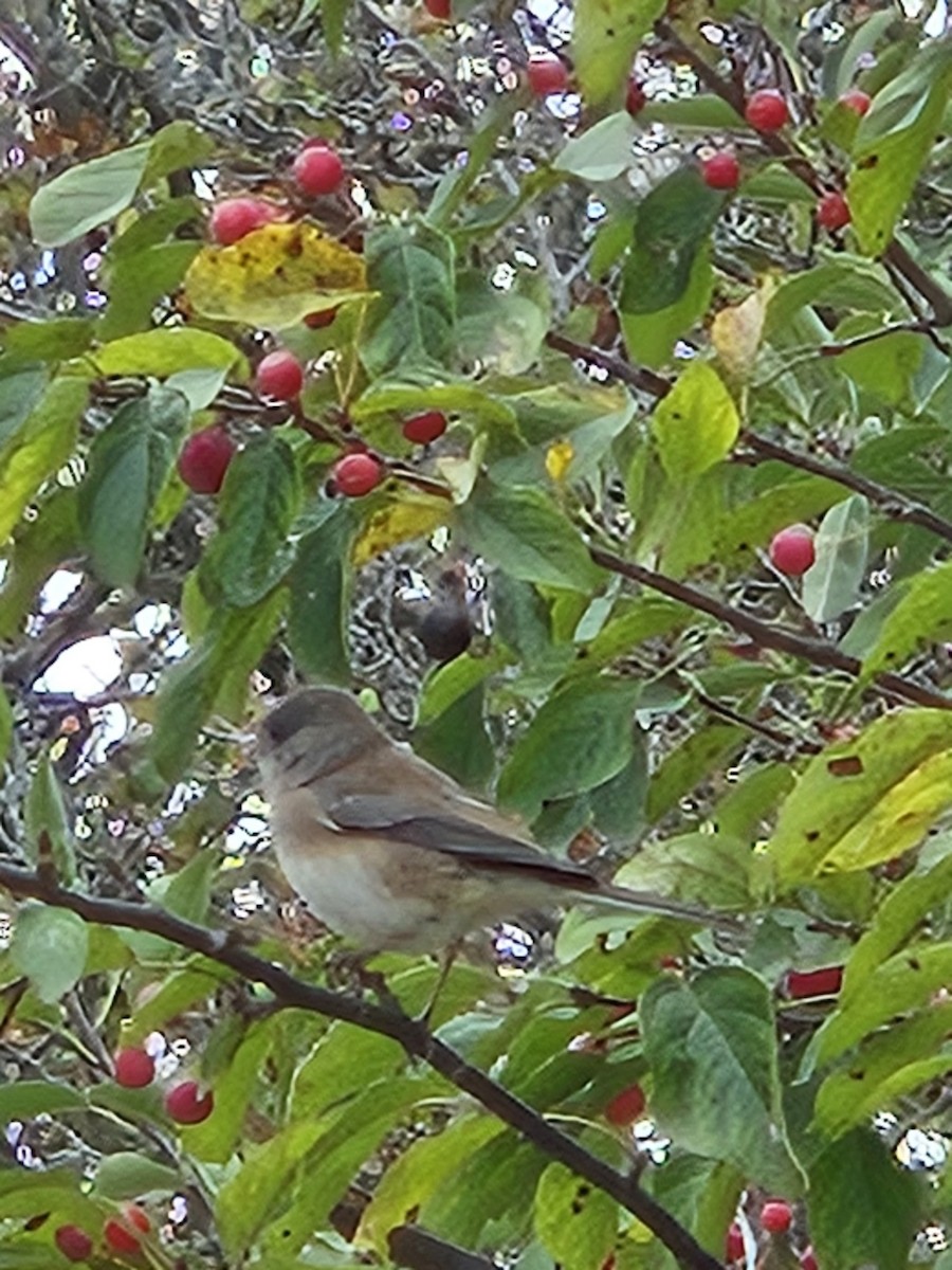 Junco Ojioscuro - ML643485851