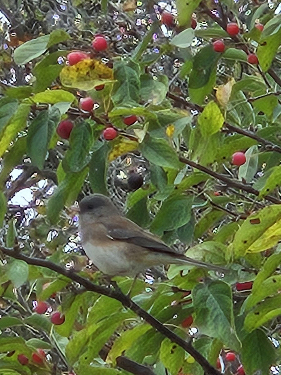 Junco Ojioscuro - ML643485855