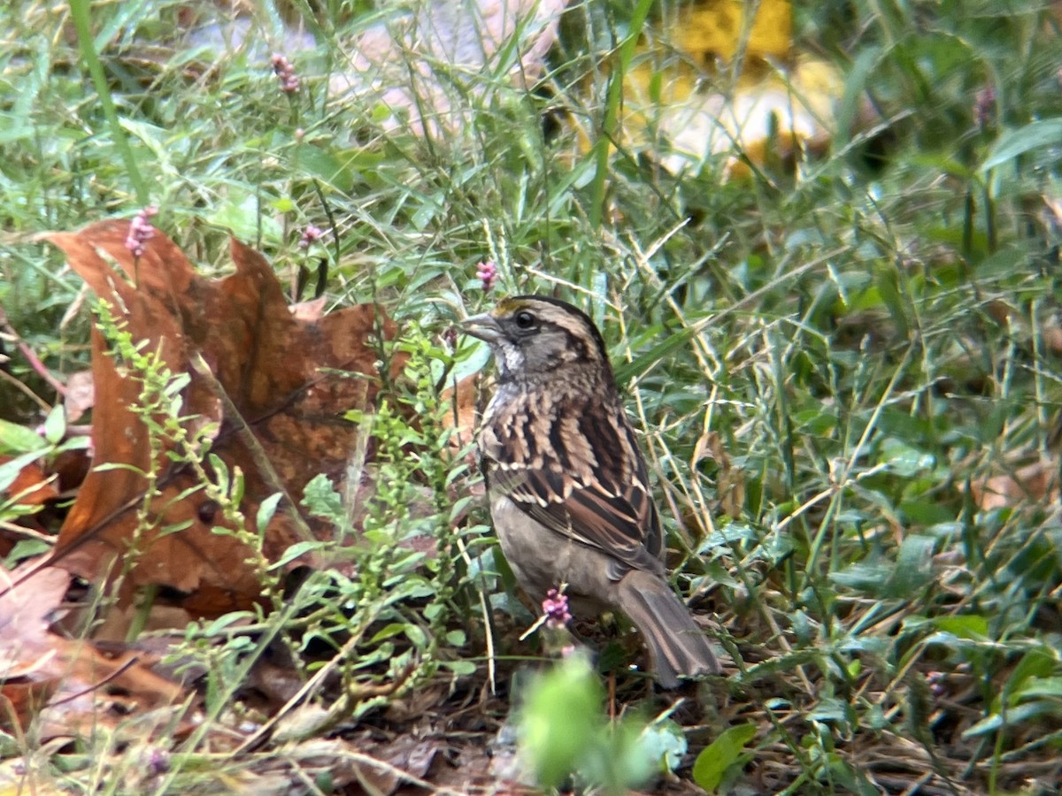 White-throated Sparrow - ML643485860
