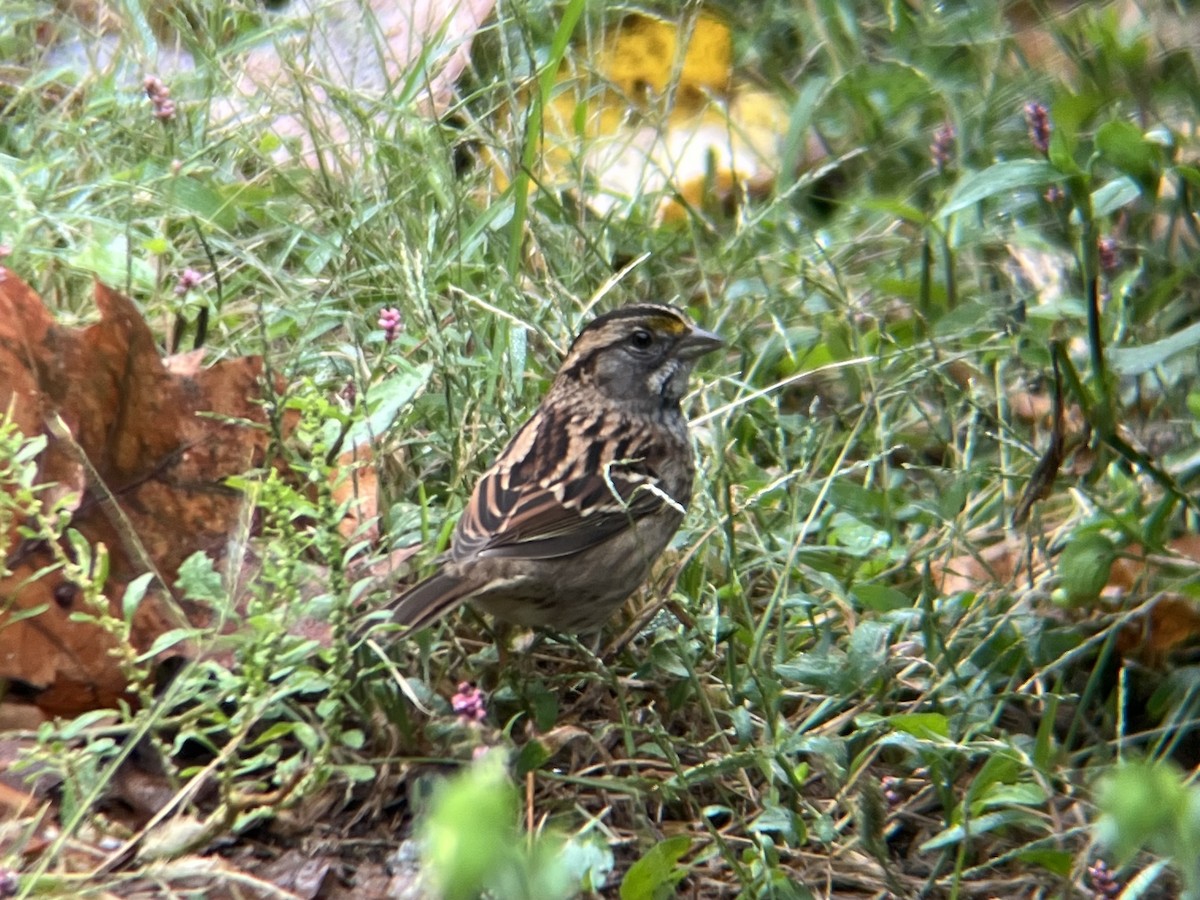 White-throated Sparrow - ML643485861