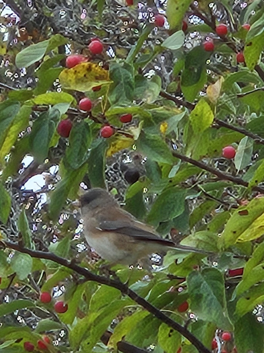 Junco Ojioscuro - ML643485862