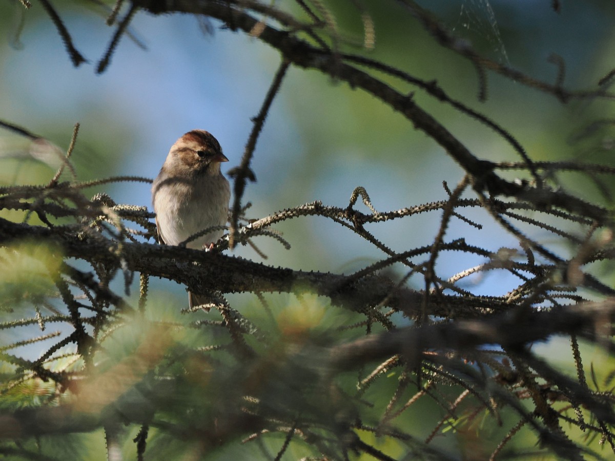 Chipping Sparrow - ML643485872