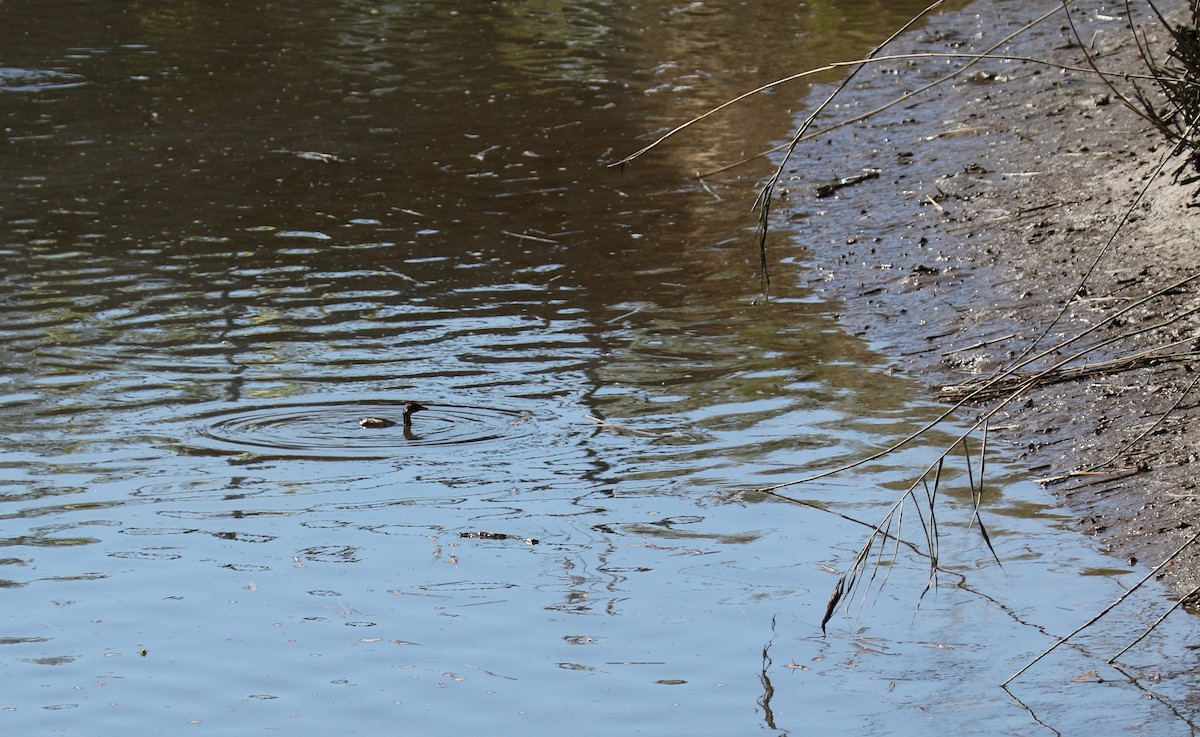 Little Grebe - ML643485883