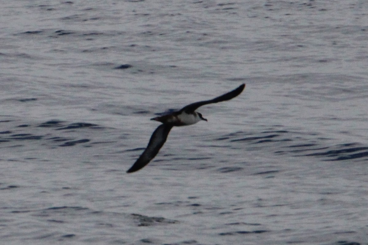 Sargasso Shearwater - ML643485889