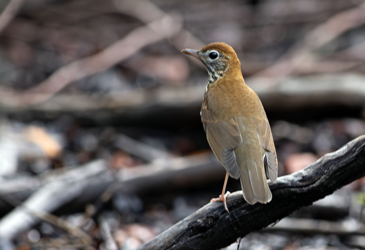 Wood Thrush - ML643485896